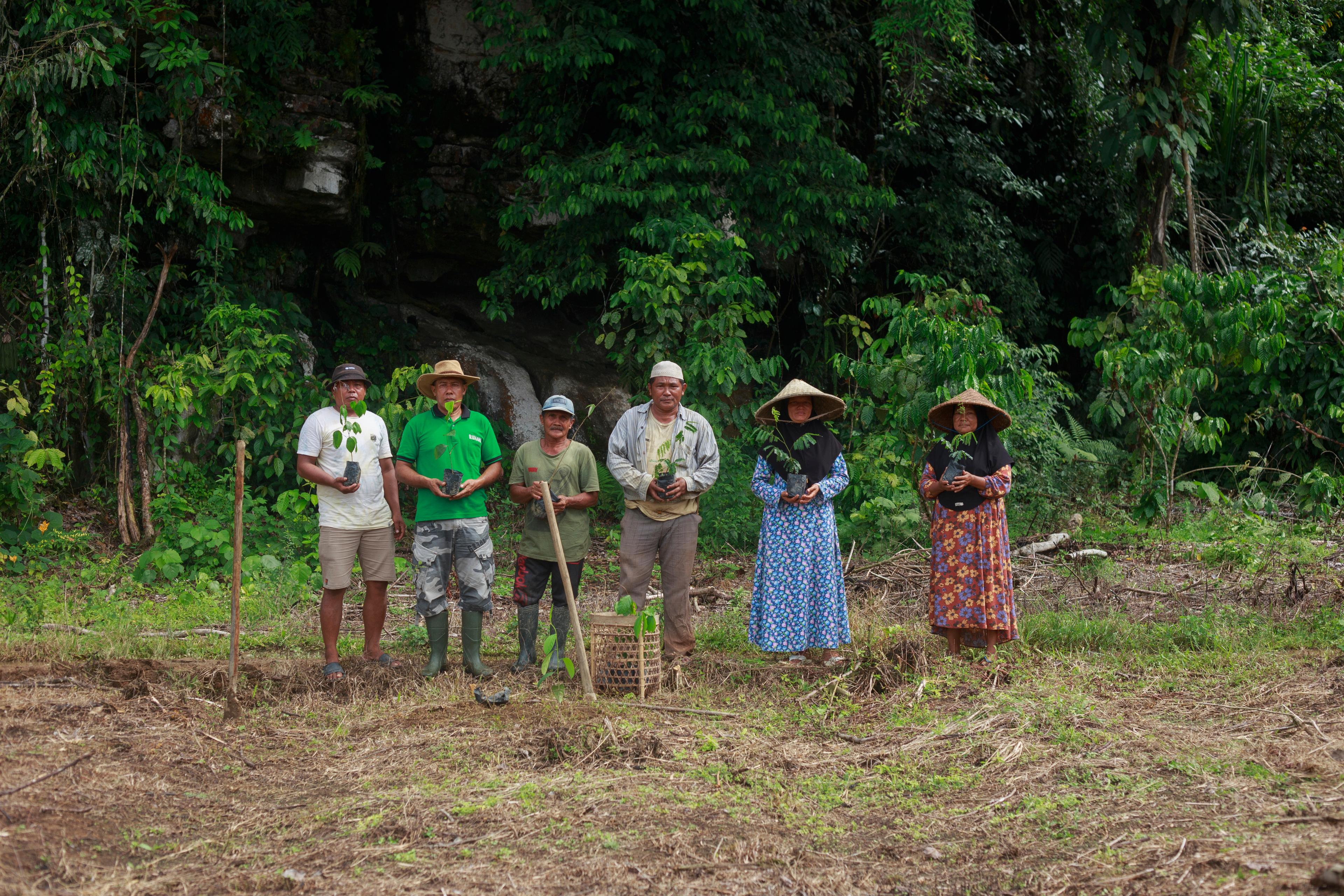 Indonesia reforestation