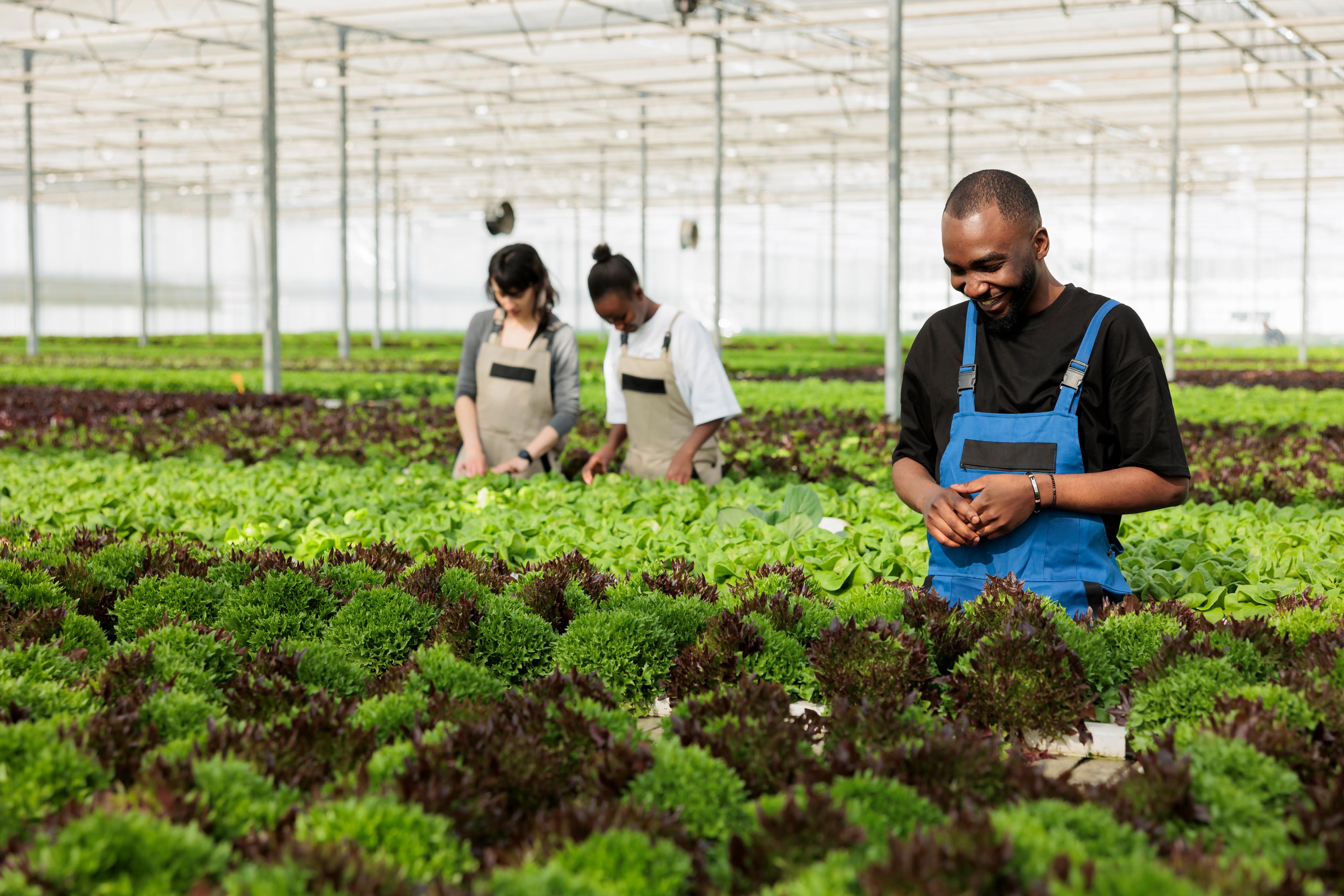 Morocco reforestation